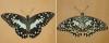 Papilio demoleus malayanus